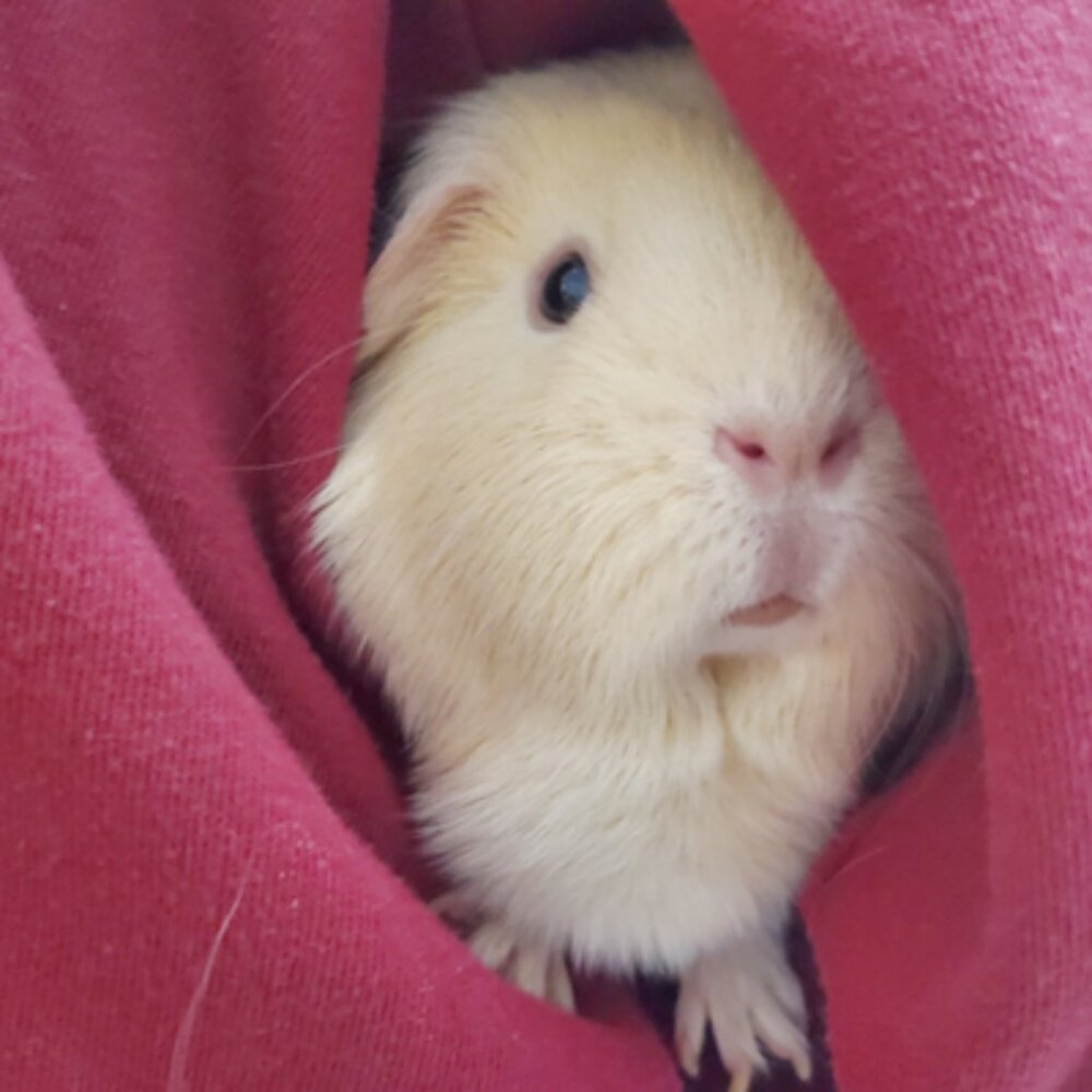 Meet your Posher, Cali